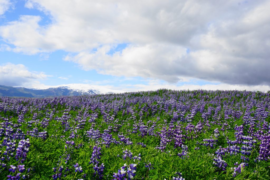 field on lupin on Iceland's South Coast