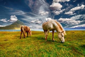 two Icelandic horses grazing