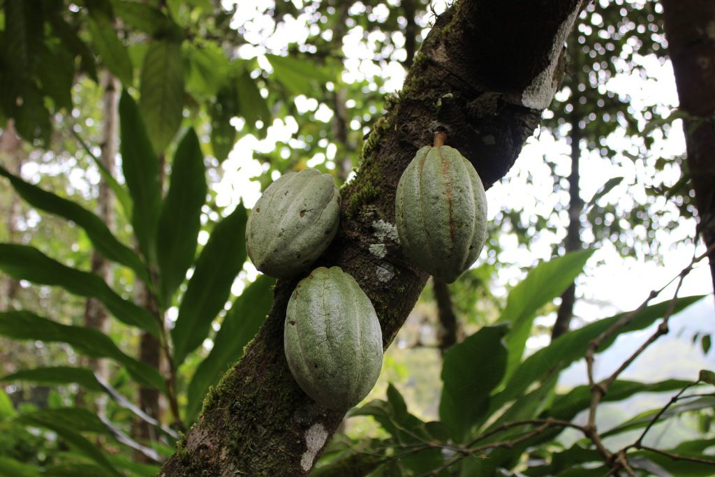 cacao farm near Bijagua costa rica (near Rio Celeste)
