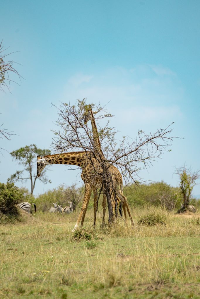 two male giraffes fighting over a female giraffe