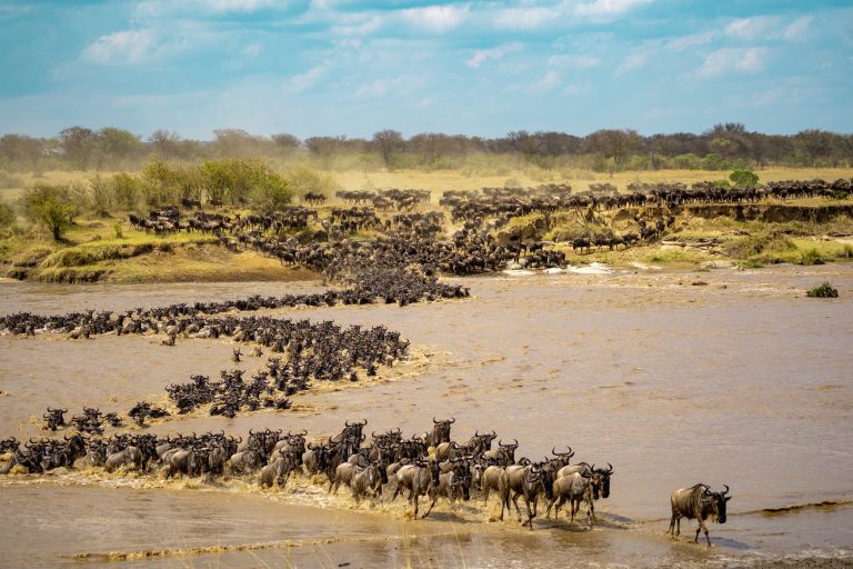 wildebeest migration in Northern Serengeti, Tanzania