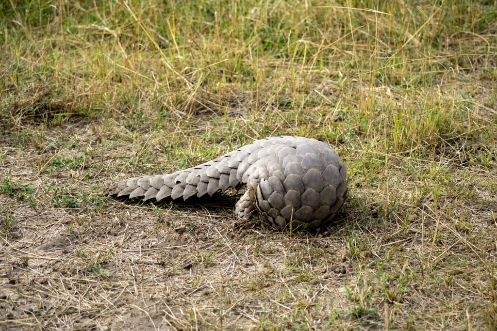 pangolin curled into a ball on the Serengeti in Tanzania