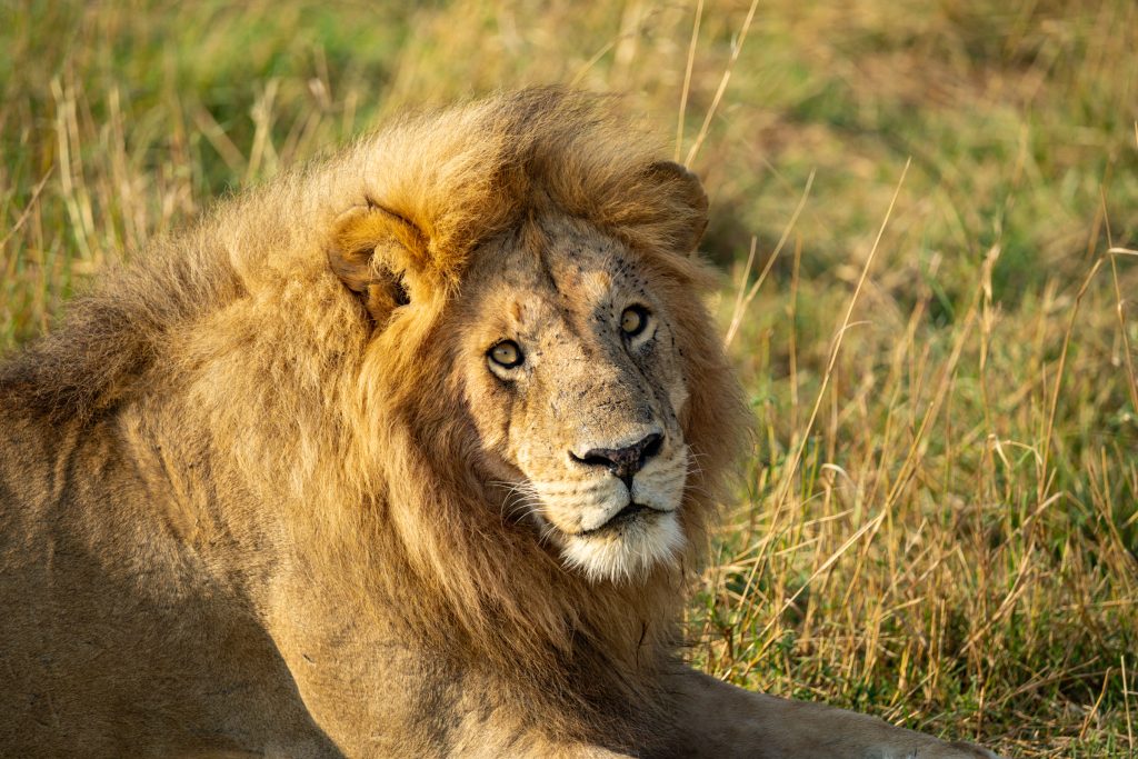 adult lion on the Serengeti