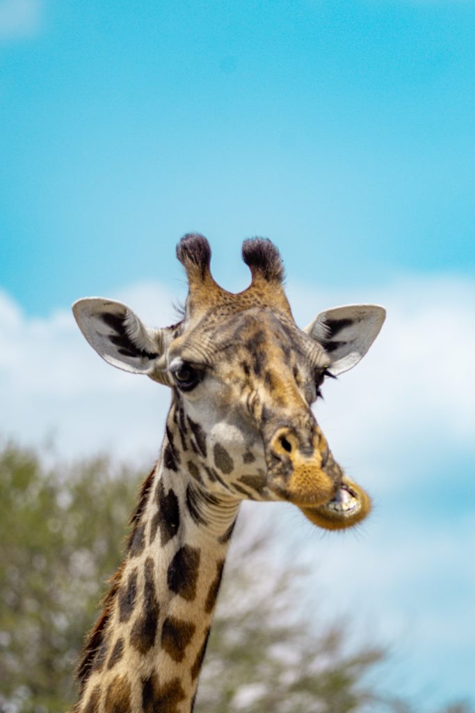giraffe on the Serengeti in Tanzania