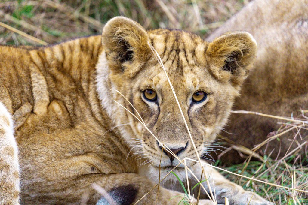 lion cub on the Serengeti