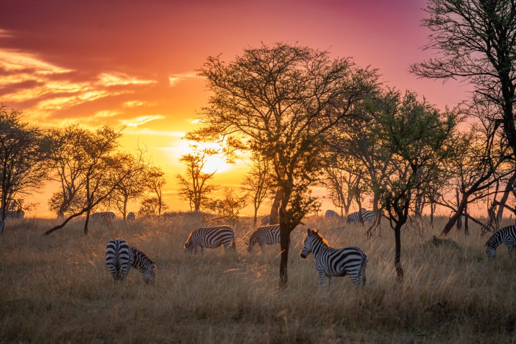 sunrise on the Northern Serengeti with zebras