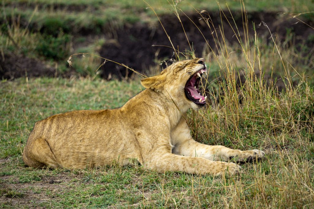 lion yawning on the serengeti