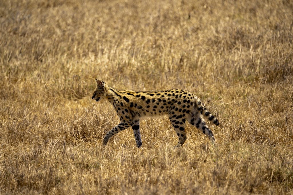 serval stalking its prey through the Serengeti in Tanzania