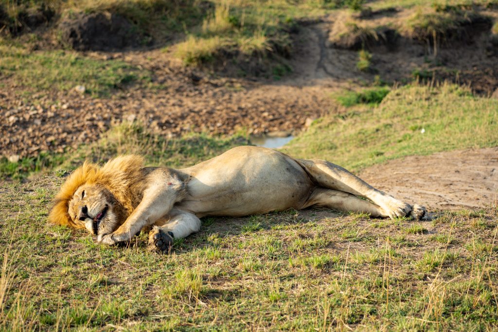 male lion sleeping on the Serengeti