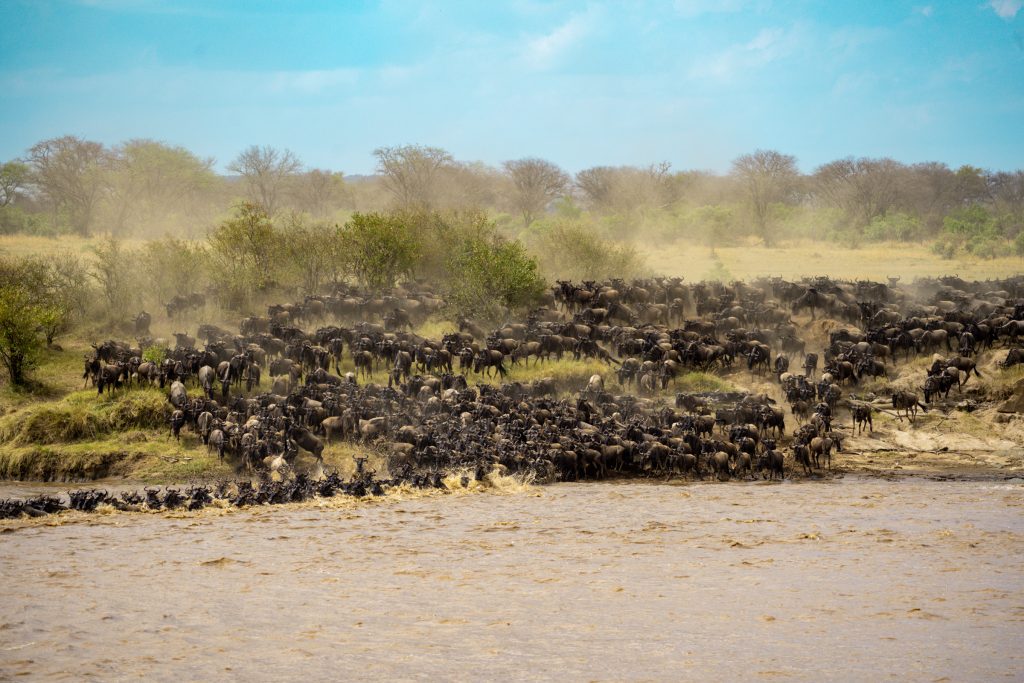 Great Migration river crossing