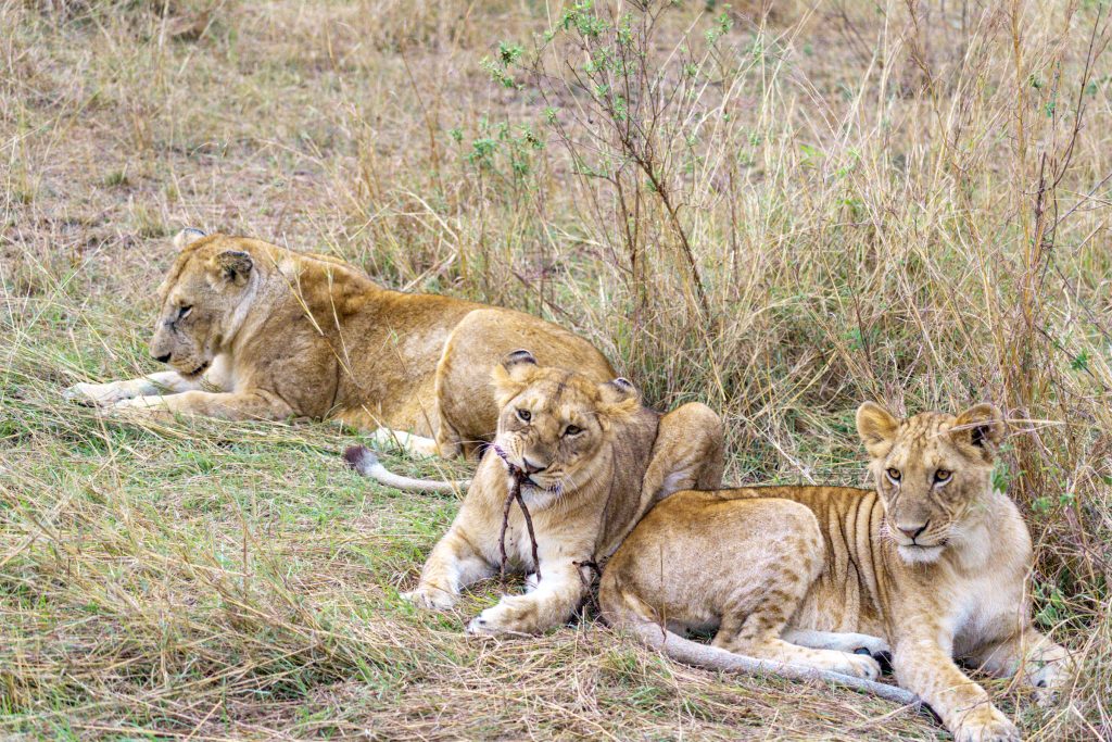 lion clubs playing on the Serengeti - purchase or rent quality camera gear. This is one of the key African safari travel tips!