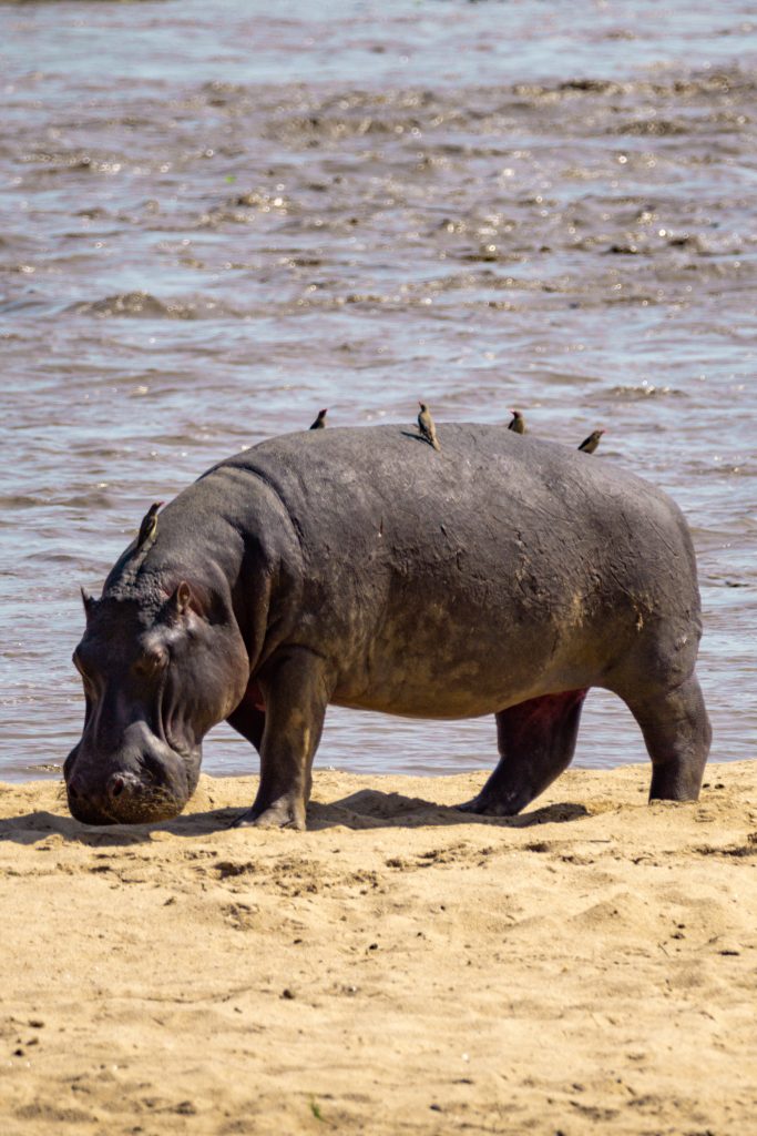 hippo with birds on its back on the banks of the Mara River in the Serengeti in Tanzania