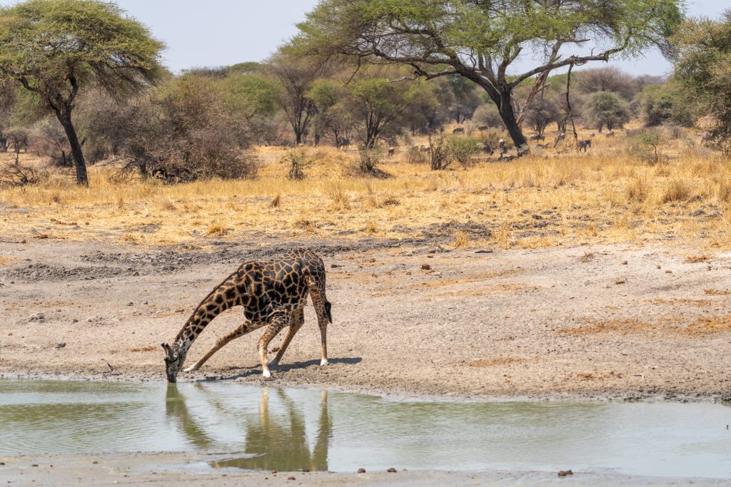 giraffe crouching down at a watering hole in Tarangire National Park in Tanzania