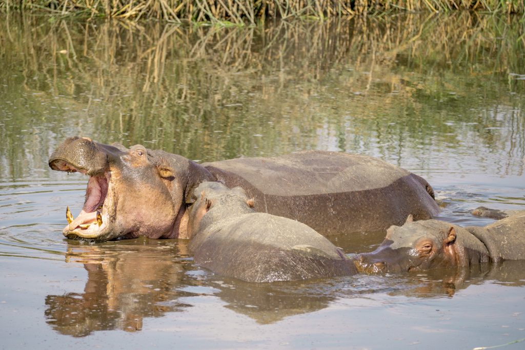 hippo yawning in Ngorongoro Crater in Tanzania