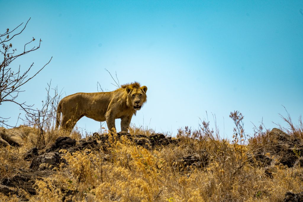 lion atop a rock in Ngorongoro Crater in Tanzania